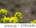 菜の花に止まる蜂