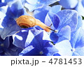 カタツムリ
