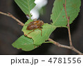 セミの抜け殻