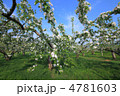りんごの花　樹木