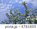 りんごの花　青空
