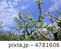 りんごの花満開　樹木