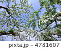りんごの花　枝ぶり