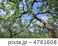 りんごの花　樹木