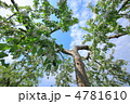 りんごの花　樹木