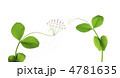 植物のプロポーズ