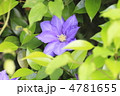 テッセンの花