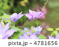 テッセンの花
