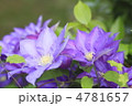 テッセンの花