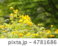 ヤマブキの花