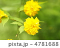 ヤマブキの花