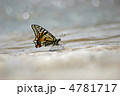 吸水するアゲハチョウ