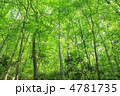 新緑の雑木林