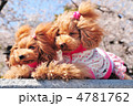 トイプードルの花見