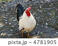 のびのびと育つ、チャボ