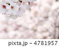 満開のさくら