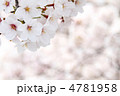 満開のさくら