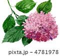 hydrangea12519pix