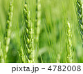 麦の穂