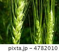 麦の穂