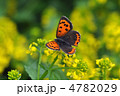菜の花と蝶