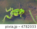 蛙のカップル