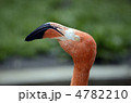 フラミンゴ