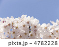 ソメイヨシノの花