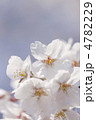 ソメイヨシノの花