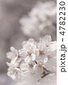ソメイヨシノの花
