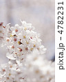 ソメイヨシノの花