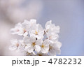 ソメイヨシノの花