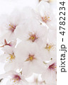 ソメイヨシノの花