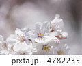 ソメイヨシノの花
