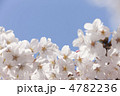 ソメイヨシノの花