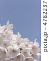 ソメイヨシノの花