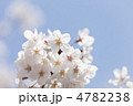 ソメイヨシノの花