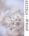 ソメイヨシノの花
