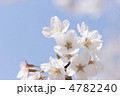 ソメイヨシノの花