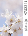 ソメイヨシノの花