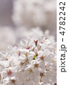 ソメイヨシノの花