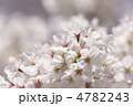 ソメイヨシノの花