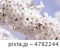 ソメイヨシノの花