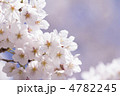ソメイヨシノの花