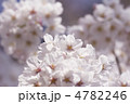 ソメイヨシノの花