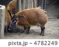 アカカワイノシシ