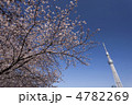 隅田公園の桜と東京スカイツリー