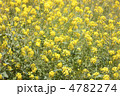 ナノハナ畑