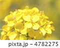 ナノハナ