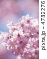 サクラの花